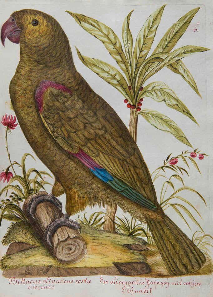 rich botanical and architectural decoration extending beyond the engraved matter. The copy has been enhanced by the addition of 15 original watercolours