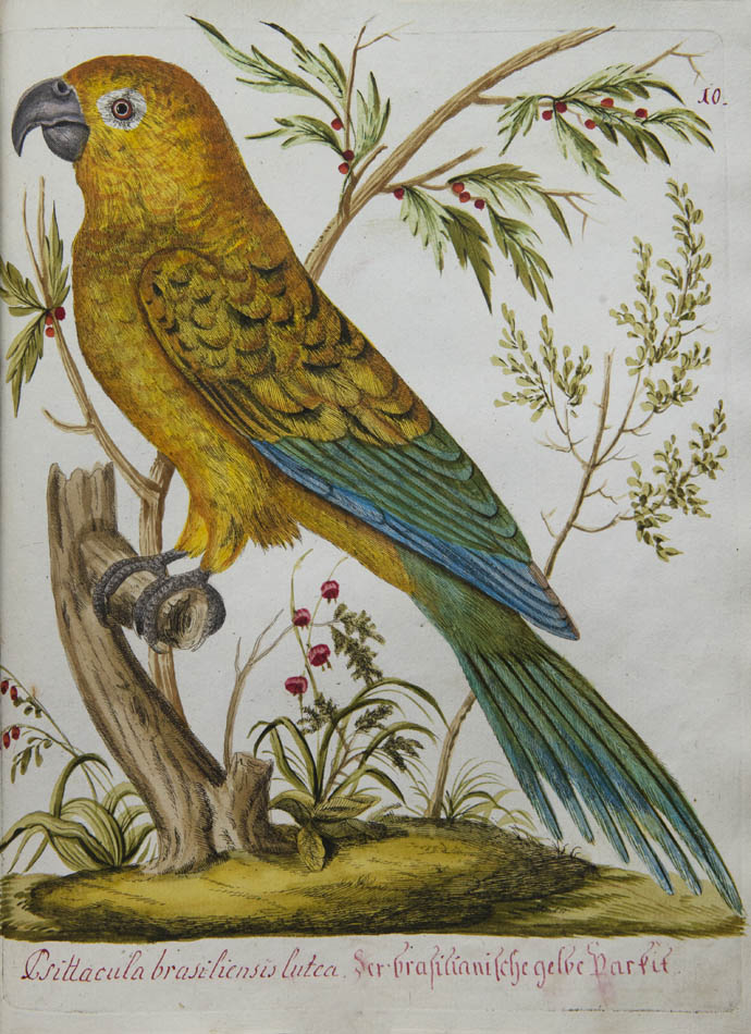 rich botanical and architectural decoration extending beyond the engraved matter. The copy has been enhanced by the addition of 15 original watercolours 