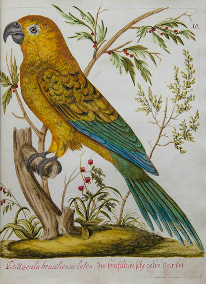 rich botanical and architectural decoration extending beyond the engraved matter. The copy has been enhanced by the addition of 15 original watercolours 