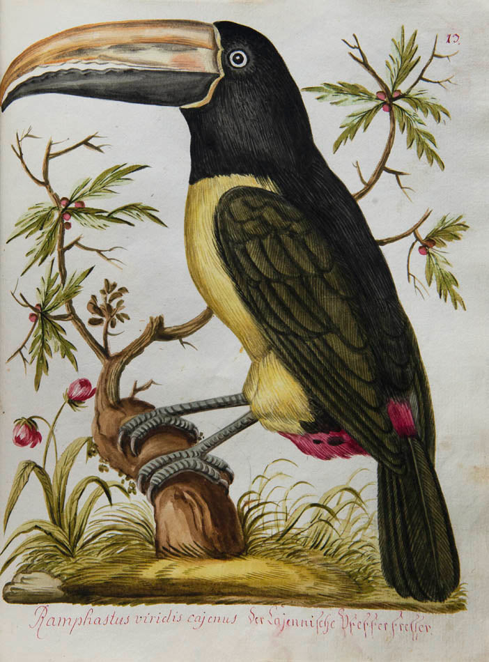 rich botanical and architectural decoration extending beyond the engraved matter. The copy has been enhanced by the addition of 15 original watercolours 