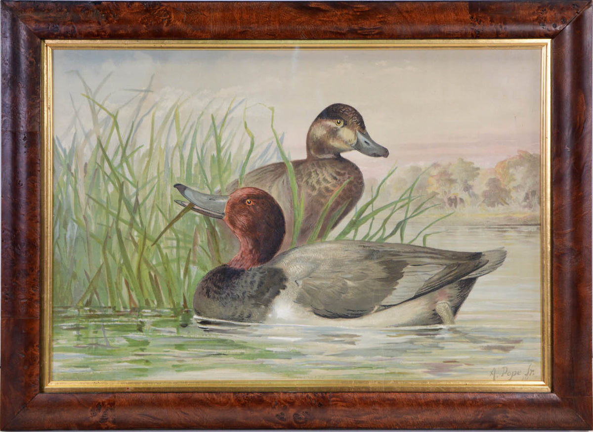 Group of Six chromolithographs of water fowl, each laid on to contemporary card,  Charles Scribner's Sons, New York