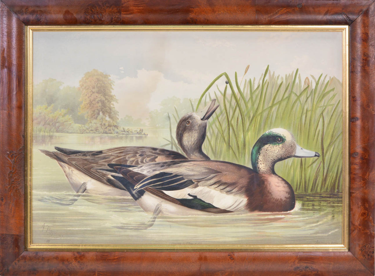 Group of Six chromolithographs of water fowl, each laid on to contemporary card,  Charles Scribner's Sons, New York