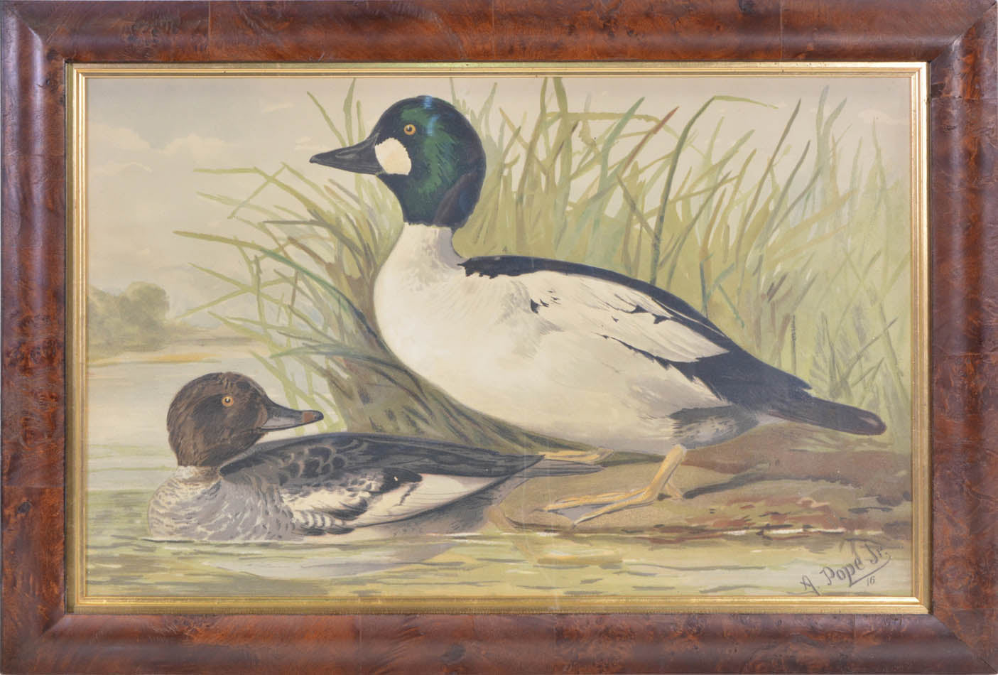 Group of Six chromolithographs of water fowl, each laid on to contemporary card,  Charles Scribner's Sons, New York