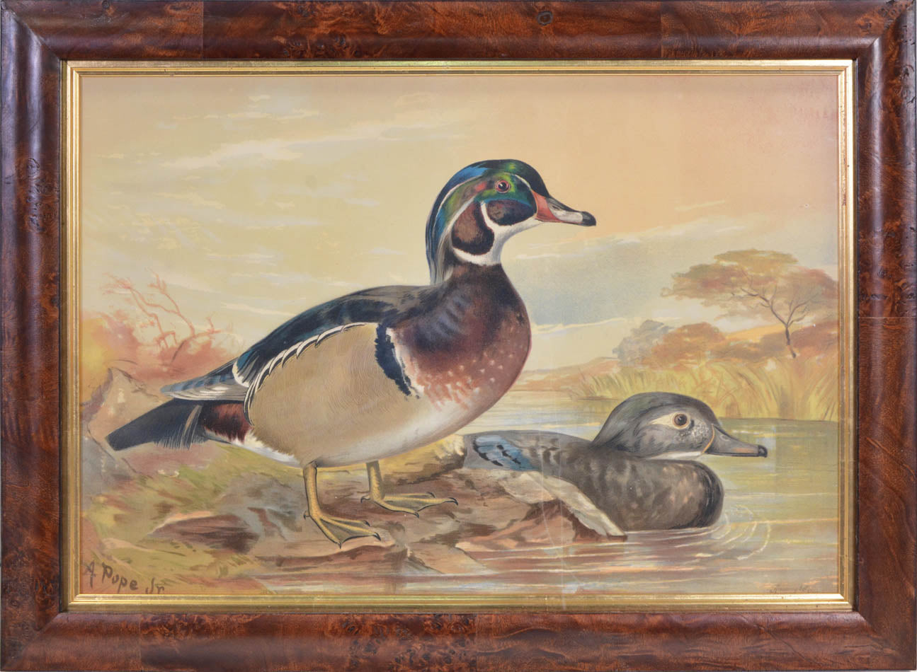 Group of Six chromolithographs of water fowl, each laid on to contemporary card,  Charles Scribner's Sons, New York