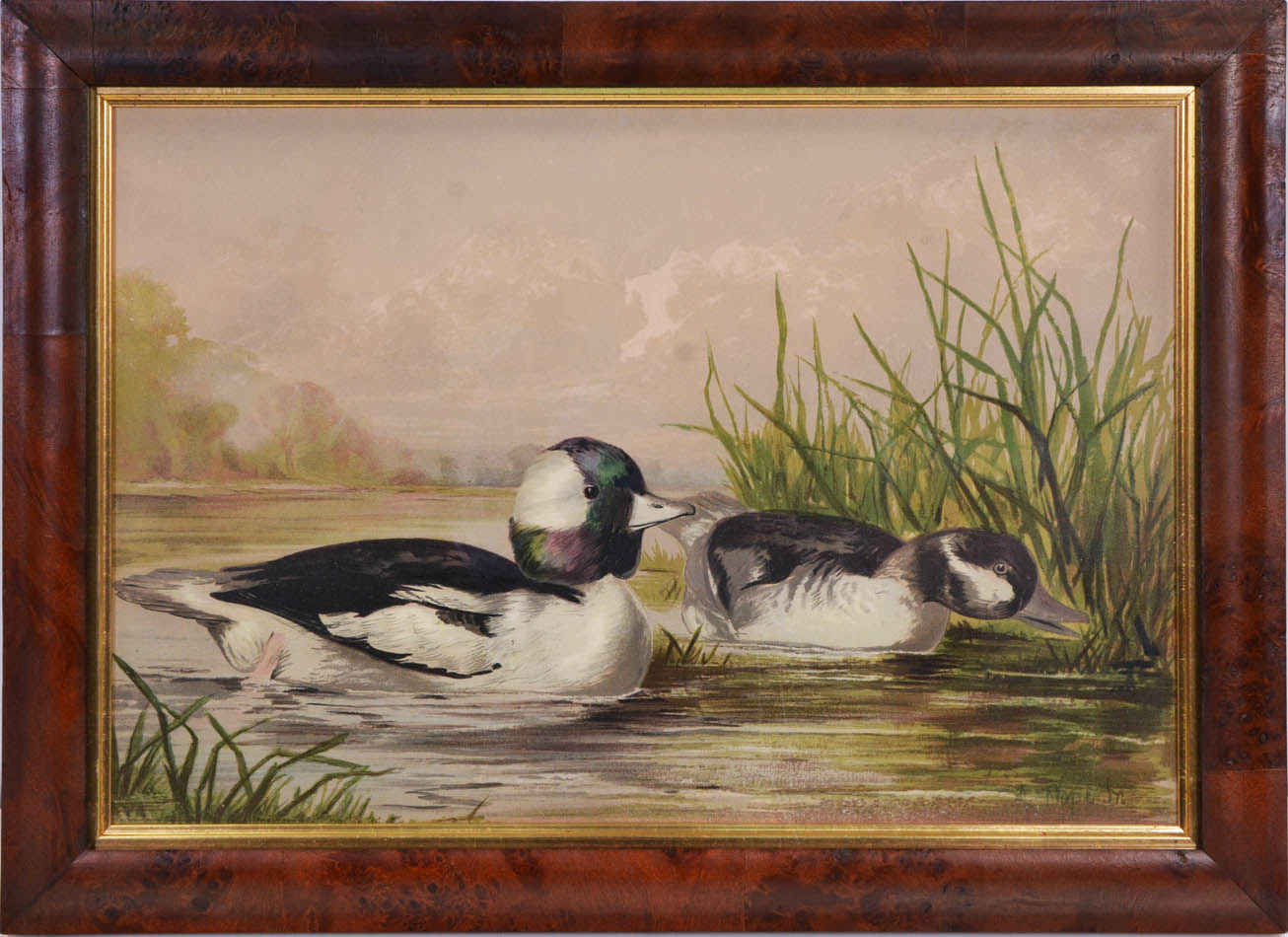 Group of Six chromolithographs of water fowl, each laid on to contemporary card,  Charles Scribner's Sons, New York