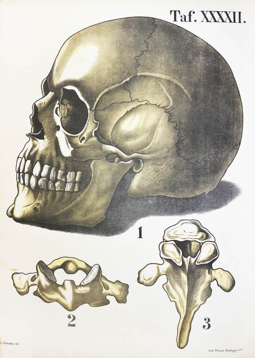 [ANATOMICAL ATLAS].  Wandtafeln für den Unterricht in der Naturkunde.