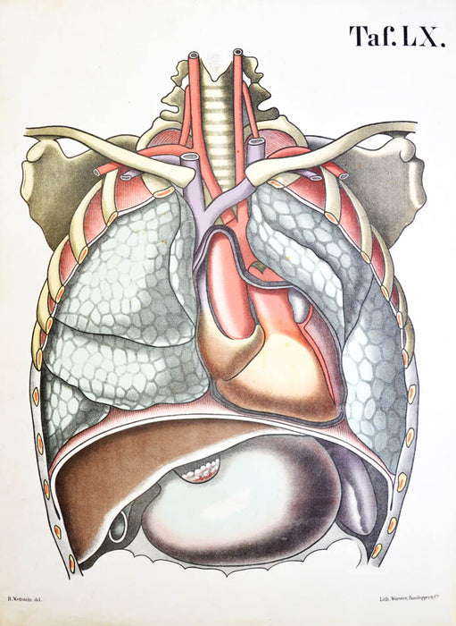 [ANATOMICAL ATLAS].  Wandtafeln für den Unterricht in der Naturkunde.