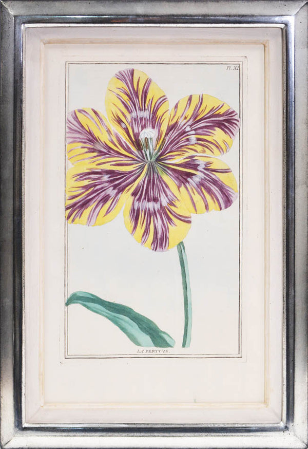 A fine group of rare flower plates, being part of Le Jardin d'Eden, together the Collection des Fleurs de la Chine & de l'Europe, 1776.