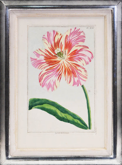 [A Group of Four Tulips].