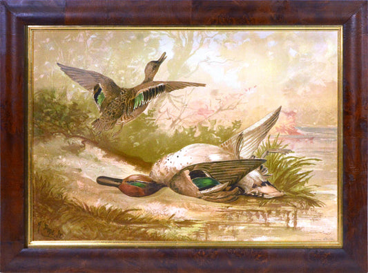 Chromolithograph of ducks by Alexander Pope, laid on to contemporary card, by Charles Scribner's Sons, New York