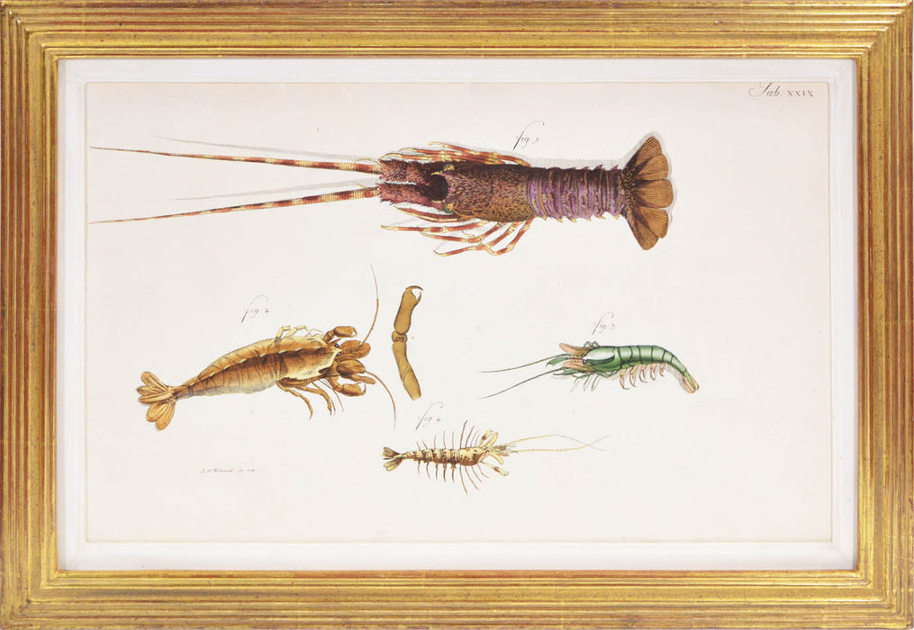 A Group of Four Crustaceans.