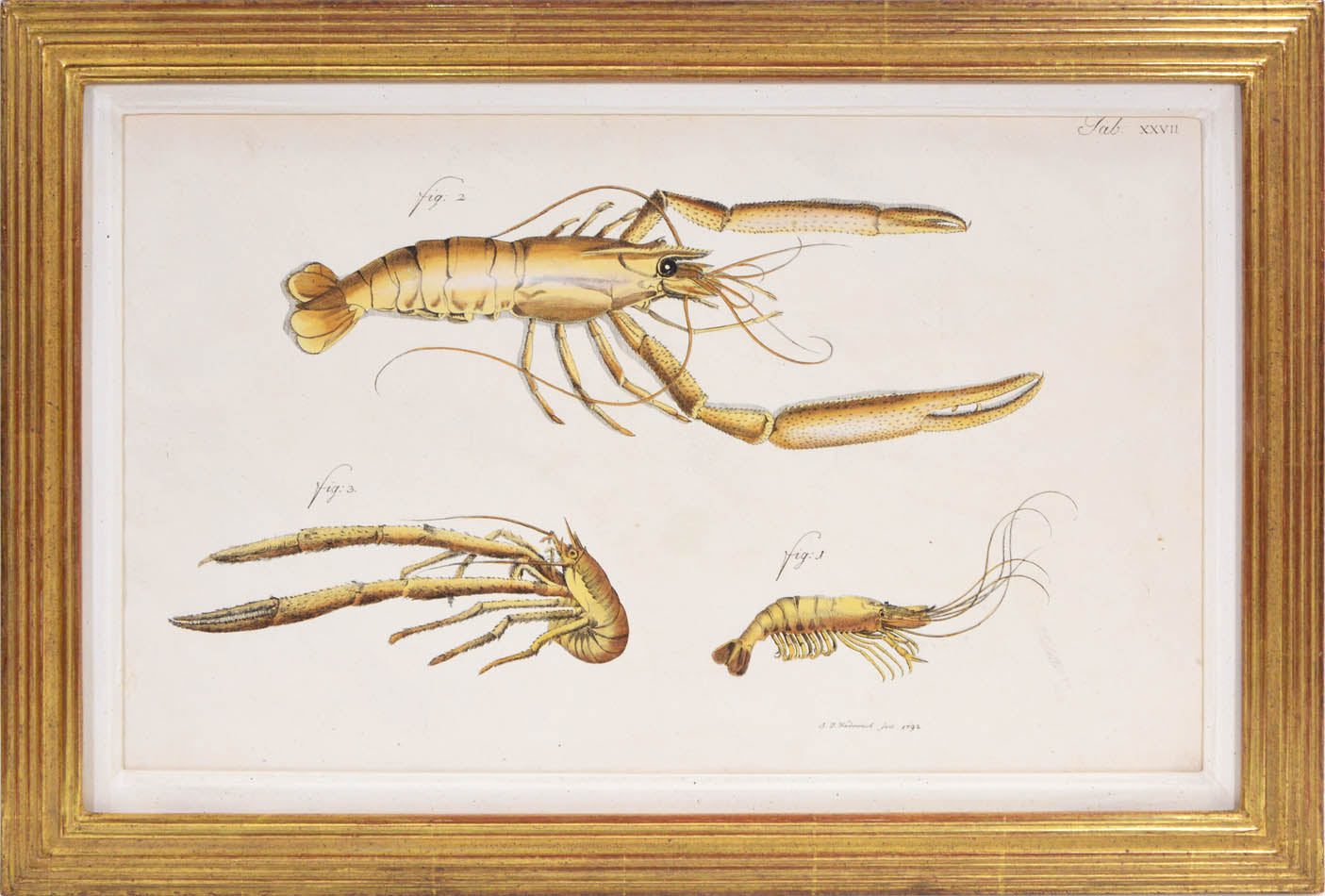 Hand coloured engraved plates of crabs by Schellenburg, Haas, Heidenreich and Schmidt.<br />Herbst was a German naturalist and entomologist.