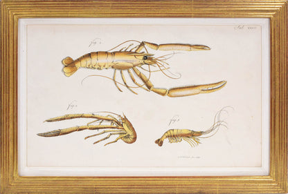 Hand coloured engraved plates of crabs by Schellenburg, Haas, Heidenreich and Schmidt.<br />Herbst was a German naturalist and entomologist.