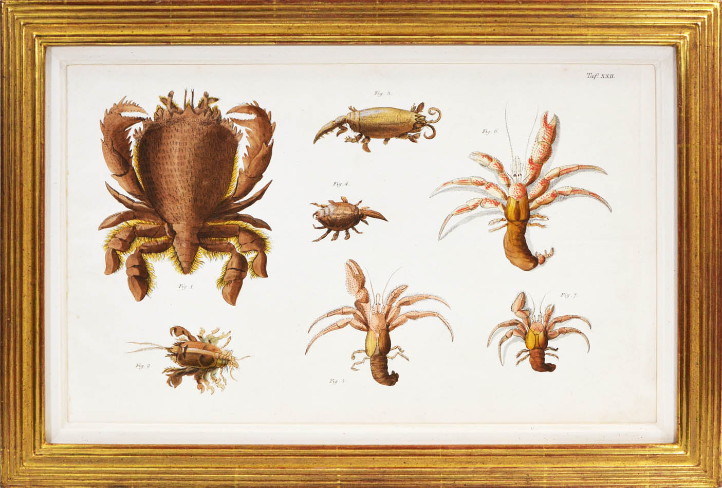 Hand coloured engraved plates of crabs by Schellenburg, Haas, Heidenreich and Schmidt.<br />Herbst was a German naturalist and entomologist.