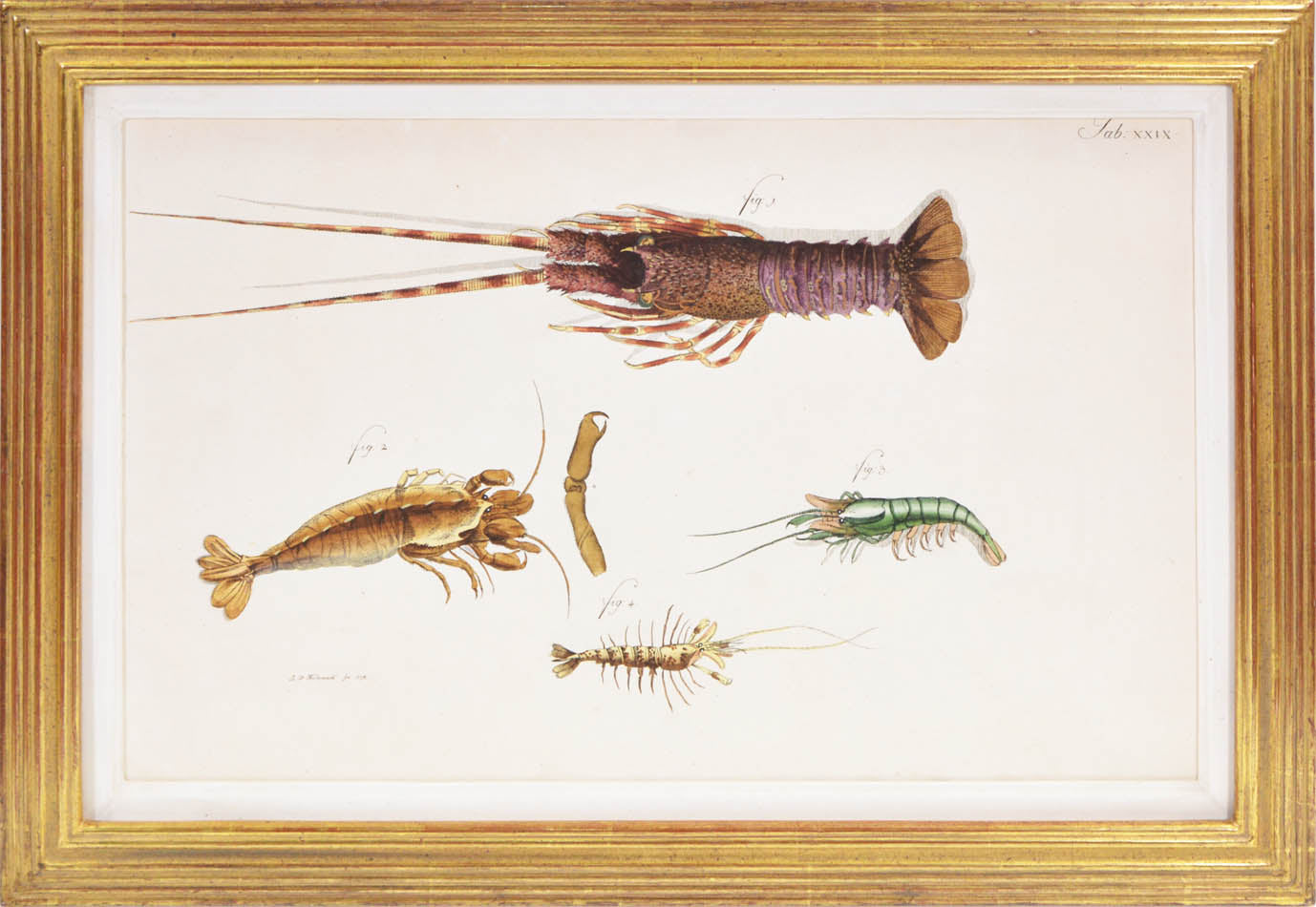 Hand coloured engraved plates of crabs by Schellenburg, Haas, Heidenreich and Schmidt.<br />Herbst was a German naturalist and entomologist.