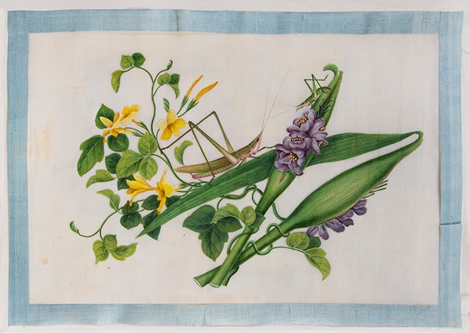 A rare set of albums by Tingqua also known as Guan Lianchang was the younger brother of Lam Qua and was the most famous of the Canton artists. 