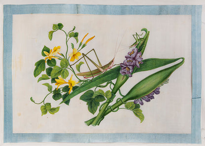 A rare set of albums by Tingqua also known as Guan Lianchang was the younger brother of Lam Qua and was the most famous of the Canton artists. 