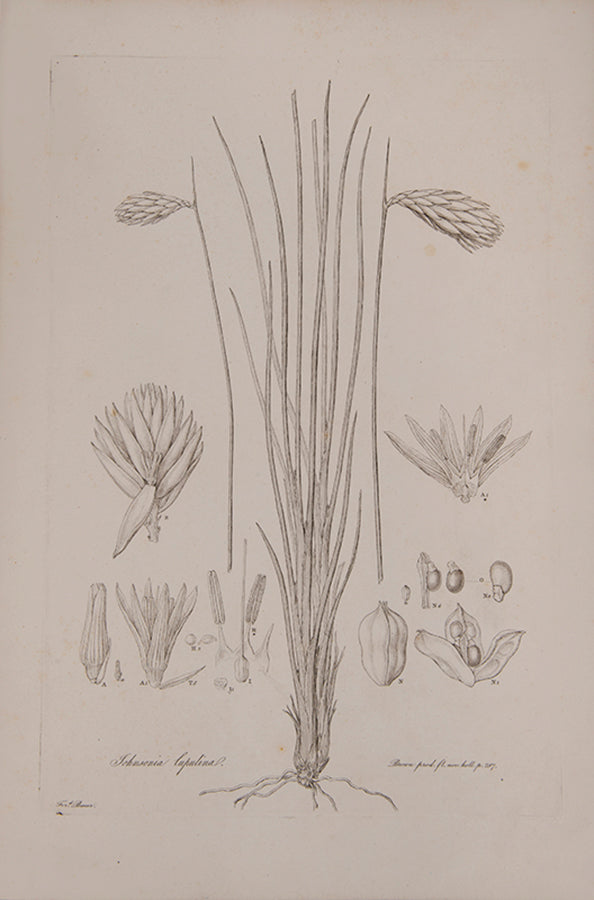 Ferdinand Bauer recorded not only botanical but also zoological specimens on the voyage to Australia of Matthew Flinders.