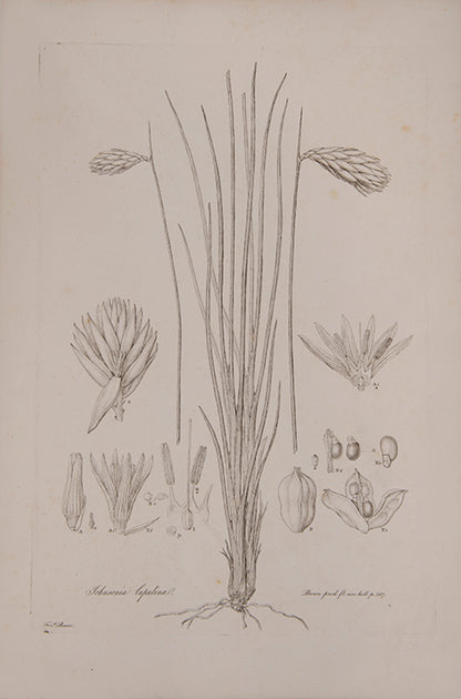 Ferdinand Bauer recorded not only botanical but also zoological specimens on the voyage to Australia of Matthew Flinders.