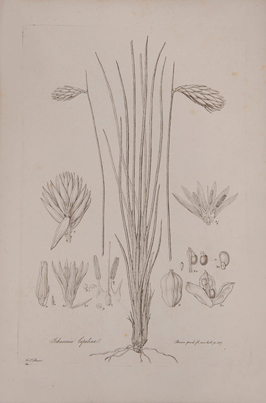 Ferdinand Bauer recorded not only botanical but also zoological specimens on the voyage to Australia of Matthew Flinders.