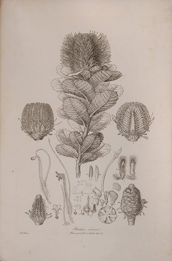 Ferdinand Bauer recorded not only botanical but also zoological specimens on the voyage to Australia of Matthew Flinders.