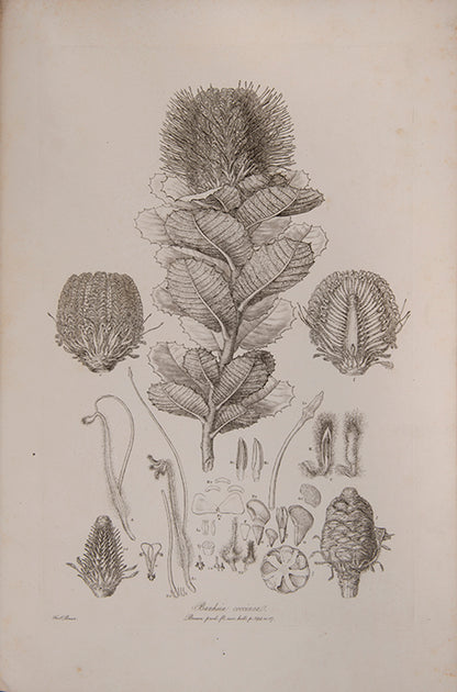 Ferdinand Bauer recorded not only botanical but also zoological specimens on the voyage to Australia of Matthew Flinders.