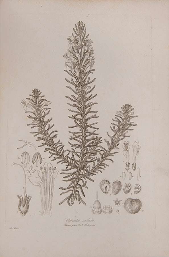 Ferdinand Bauer recorded not only botanical but also zoological specimens on the voyage to Australia of Matthew Flinders.