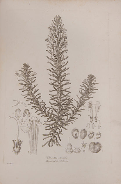 Ferdinand Bauer recorded not only botanical but also zoological specimens on the voyage to Australia of Matthew Flinders.