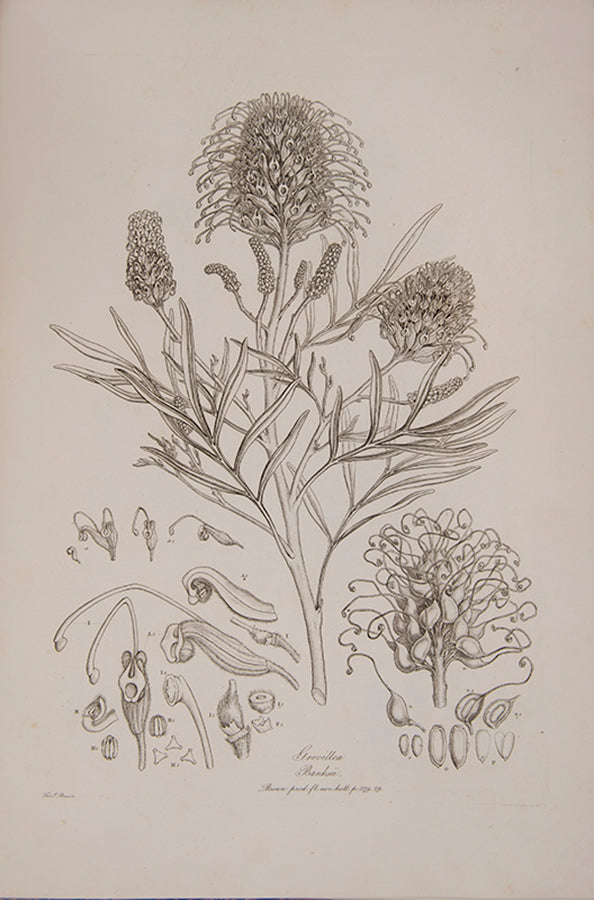Ferdinand Bauer recorded not only botanical but also zoological specimens on the voyage to Australia of Matthew Flinders.