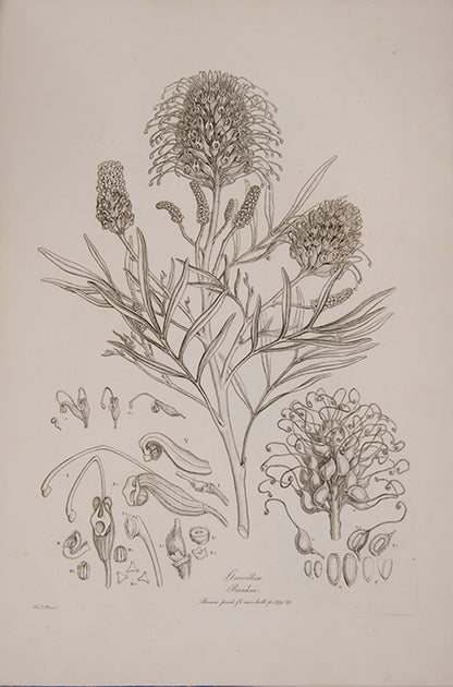 Ferdinand Bauer recorded not only botanical but also zoological specimens on the voyage to Australia of Matthew Flinders.