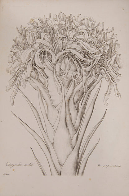 Ferdinand Bauer recorded not only botanical but also zoological specimens on the voyage to Australia of Matthew Flinders.