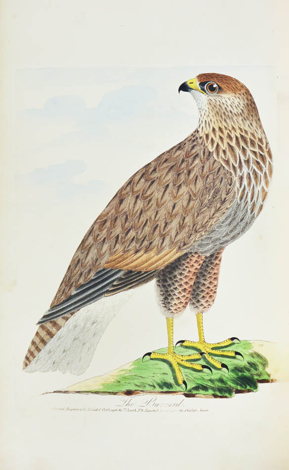 Lord's entire new system of ornithology.