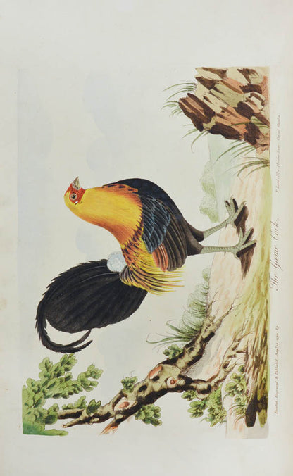 Lord's entire new system of ornithology.