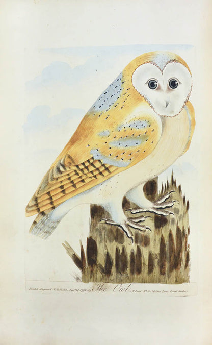 Lord's entire new system of ornithology.