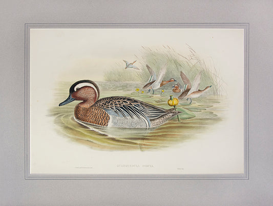 John Gould is widely considered the greatest and most ambitious of all Victorian ornithologists