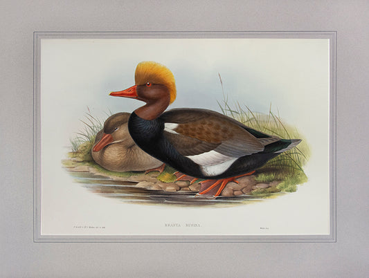 John Gould is widely considered the greatest and most ambitious of all Victorian ornithologists