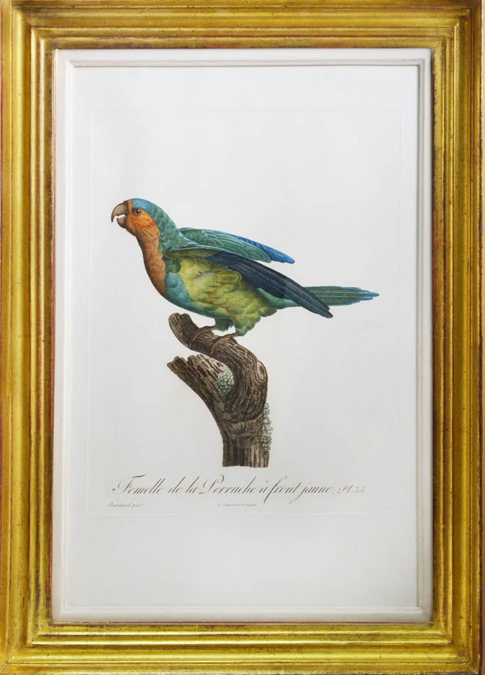 From Levaillant's "Histoire Naturelle des Perroquets", which is considered the most comprehensive and complete catalogue on the subject.