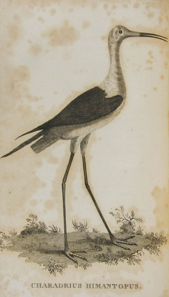 First detailed local fauna in Great Britain if not in the world.