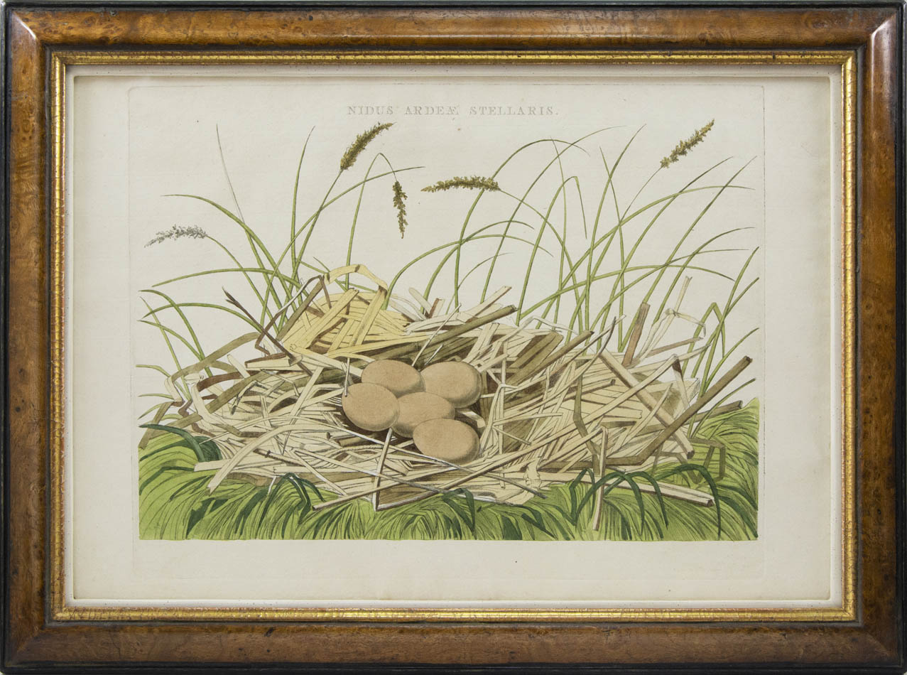 Group of four hand-coloured engraved plates, framed and glazed.  