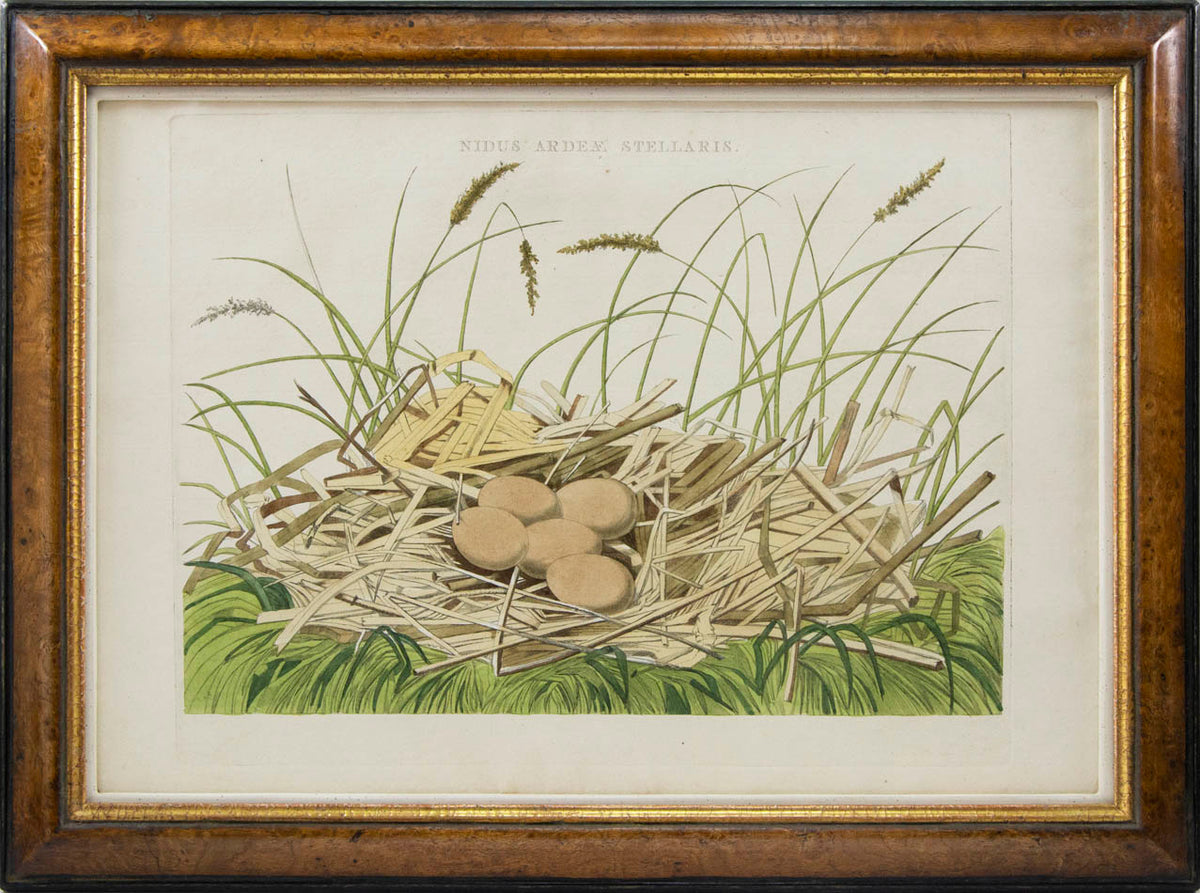 Group of four hand-coloured engraved plates, framed and glazed.