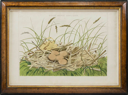 Group of four hand-coloured engraved plates, framed and glazed.