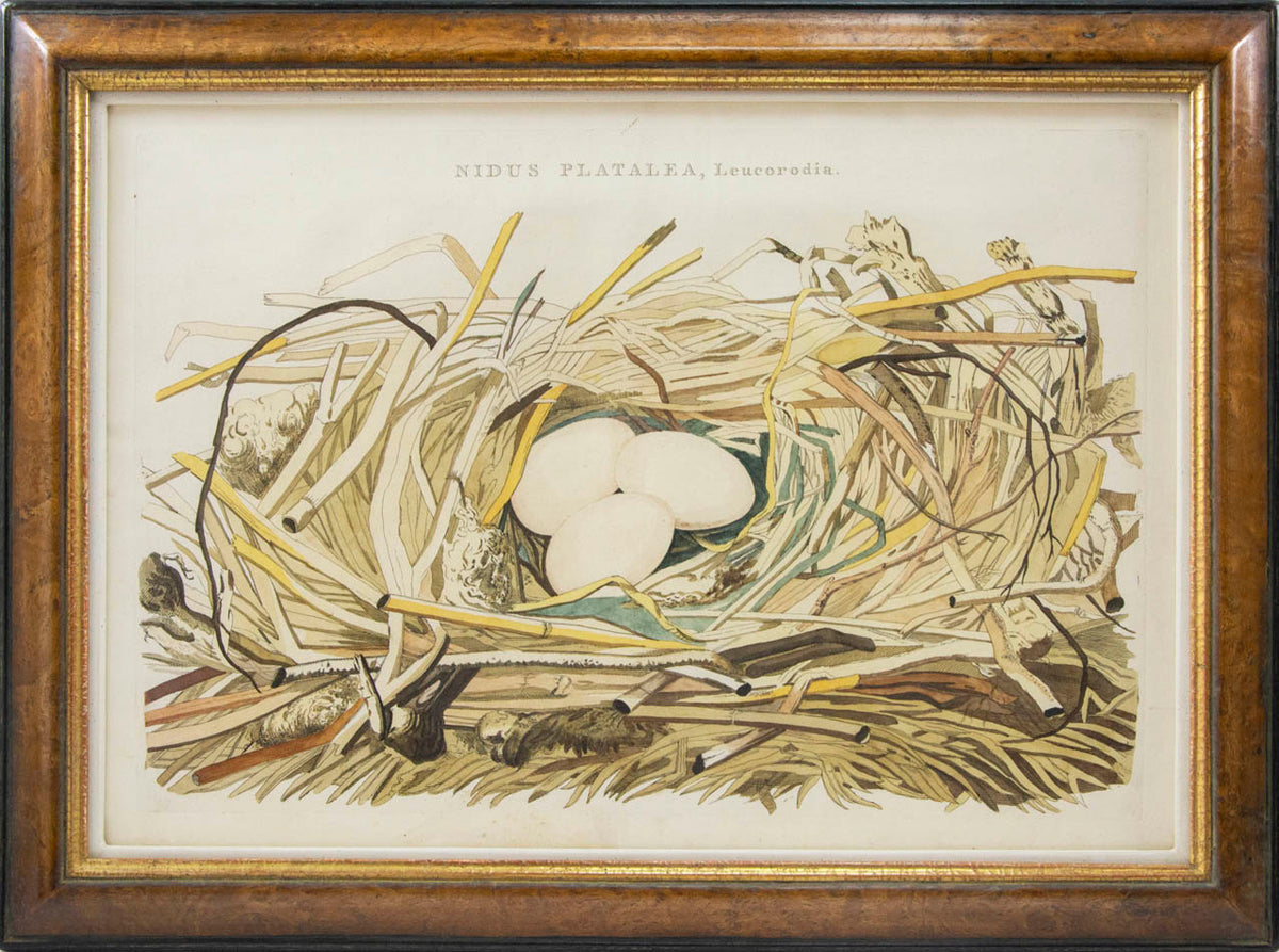Group of four hand-coloured engraved plates, framed and glazed.