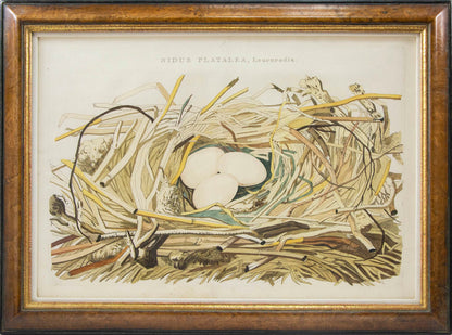 Group of four hand-coloured engraved plates, framed and glazed.