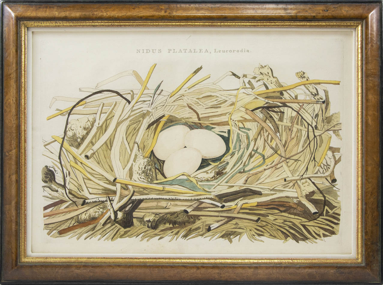 Group of four hand-coloured engraved plates, framed and glazed.  