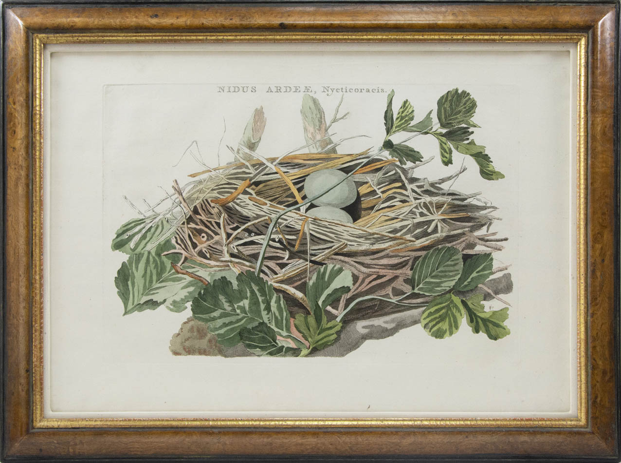 Group of four hand-coloured engraved plates, framed and glazed.  