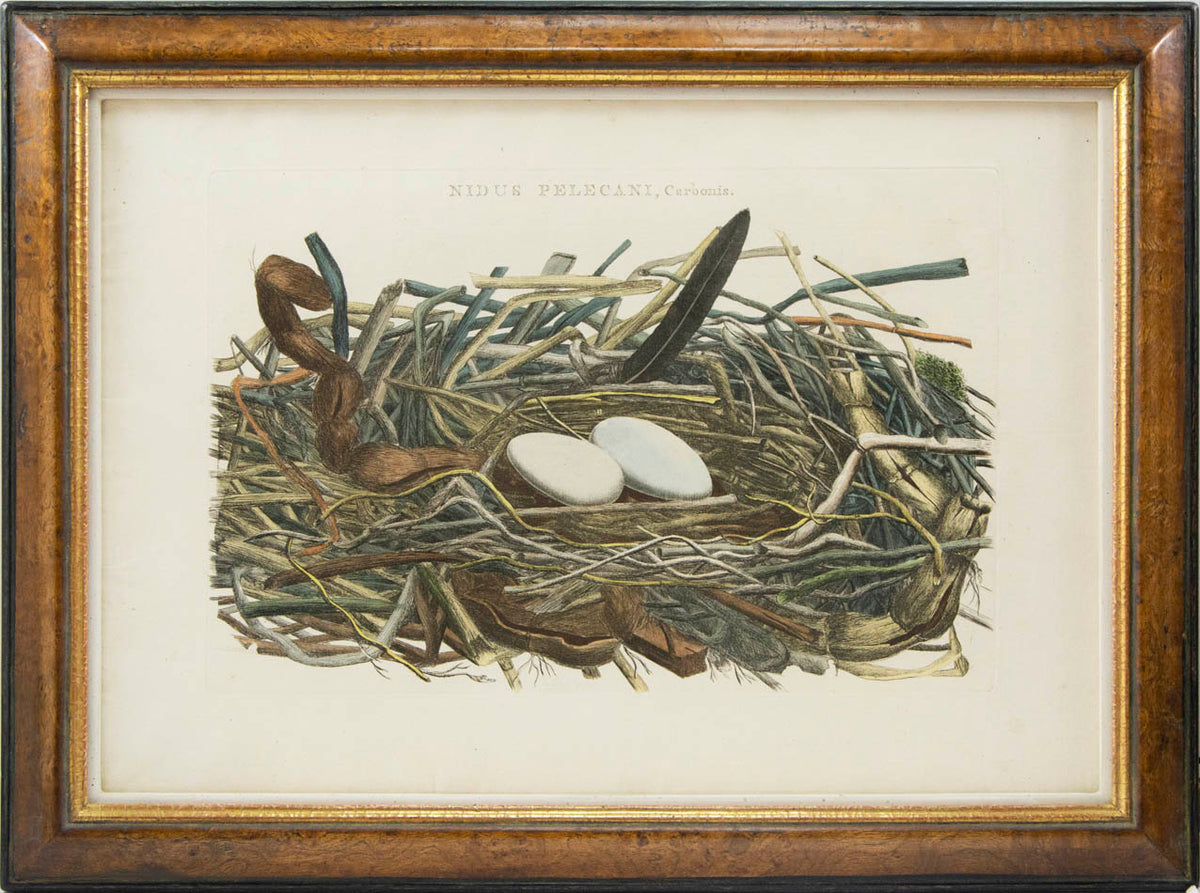 Group of four hand-coloured engraved plates, framed and glazed.