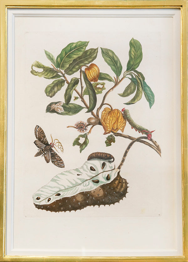 A pair of engravings by J. Mulder, P. Sluyter and D. Stoopendaal after Merian, with later hand-colour, of flowers, fruits and insects.