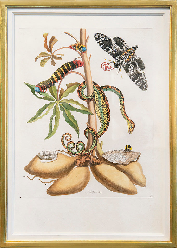 A pair of engravings by J. Mulder, P. Sluyter and D. Stoopendaal after Merian, with later hand-colour, of flowers, fruits and insects.