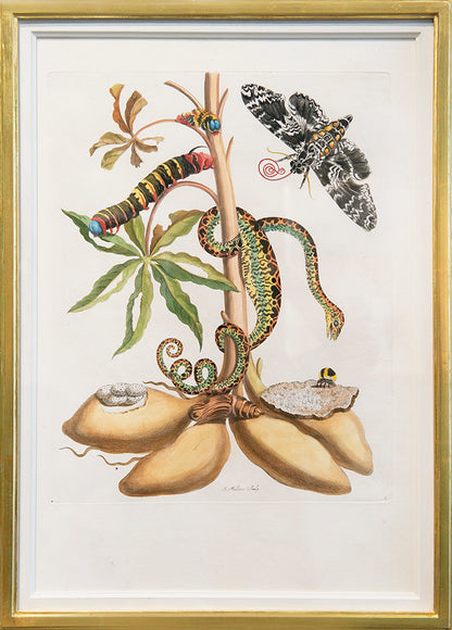 A pair of engravings by J. Mulder, P. Sluyter and D. Stoopendaal after Merian, with later hand-colour, of flowers, fruits and insects.