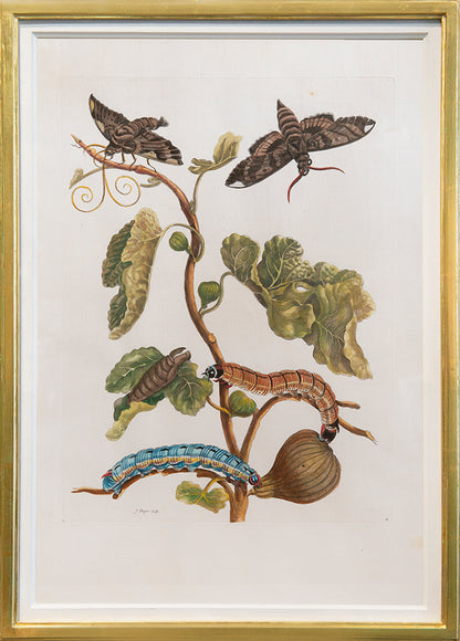 A pair of engravings by J. Mulder, P. Sluyter and D. Stoopendaal after Merian, with later hand-colour, of flowers, fruits and insects.